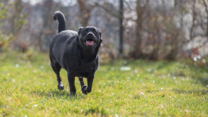 Illustration : "Faire perdre du poids à son chien"