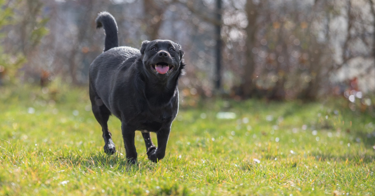 Faire perdre du poids à son chien comment faire