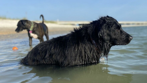 Illustration : "20 photos racontant la magnifique journée à la plage passée par 2 chiennes rescapées"