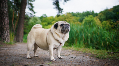 Illustration : L'activité physique pour un chien en surpoids