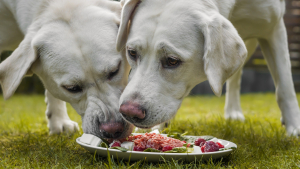 Illustration : "L'alimentation naturelle pour chien"