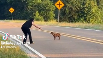 Illustration : Un road trip transformé en mission de secours pour une chienne abandonnée