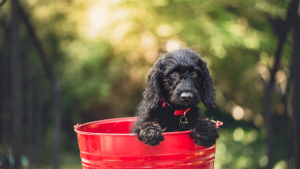 Illustration : "6 conseils pour aider votre chien à exploiter pleinement ses compétences intellectuelles"