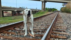 Illustration : "La course contre la montre pour libérer Lucky, un Labrador Retriever pris au piège sur une voie ferrée"