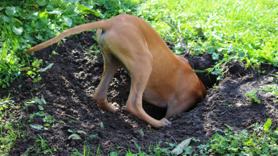 Illustration : "Le chien qui creuse ou gratte le sol"
