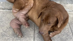 Illustration : "Voici Jumbo, un chien abandonné pendant la pandémie et souffrant d'une maladie auto-immune (vidéo)"