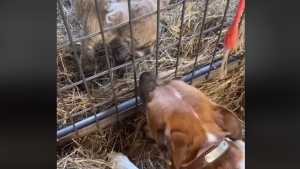 Illustration : "Max, la chienne au grand cœur, a sauvé la vie de cet agneau nouveau-né, abandonné par sa mère (vidéo)"