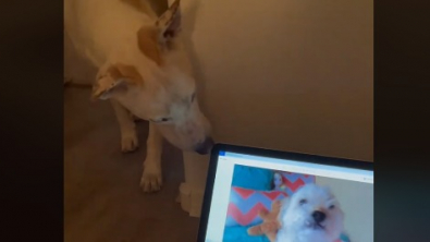 Illustration : Ce chien voit une vidéo de son compagnon décédé et sa réaction est absolument déchirante (vidéo)