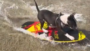 Illustration : "Rufus, le chien surfeur qui émerveille les internautes du monde entier"