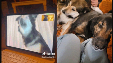 Illustration : Quand les appels vidéo deviennent un pont entre deux amis canins inséparables
