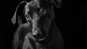 Illustration : "17 photos soulignant la beauté des chiens à la robe noire et brisant les préjugés dont ils sont victimes"