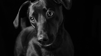 Illustration : "17 photos soulignant la beauté des chiens à la robe noire et brisant les préjugés dont ils sont victimes"
