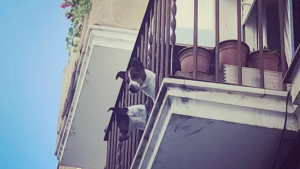Illustration : "20 photos de chiens qui ont transformé leur balcon en tour de guet"