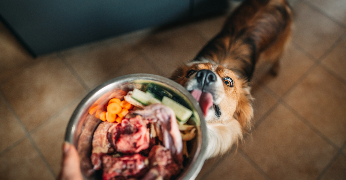 Alimentation Maison Chien | Ventana Blog