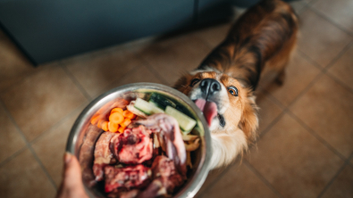 Illustration : Préparer une alimentation naturelle maison pour son chien