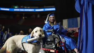 Illustration : "Un chien d’assistance reçoit son diplôme pour avoir suivi tous les cours à l’université de son propriétaire"