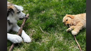 Illustration : "L'adorable rencontre entre deux chiens qui deviennent inséparables"