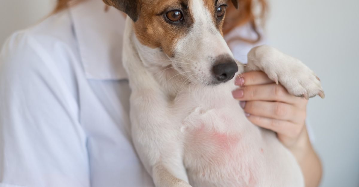 Les maladies de peau infectieuses du chien causes, symptômes et traitements