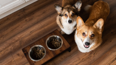 Illustration : "L'alimentation du chien en fonction de son poids"