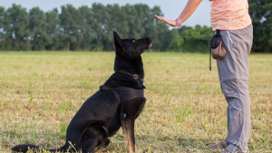 Illustration : "Bien éduquer son chien"