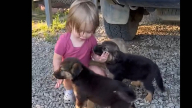 Illustration : Un tout petit enfant tombe sous le charme de quatre adorables chiots de sauvetage