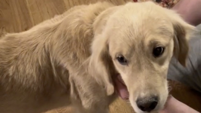 Illustration : "Le destin rempli de résilience pour ce Golden Retriever de 3 ans qui a passé sa vie dans une cage (vidéo)"