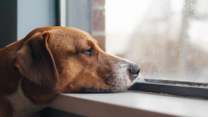 Illustration : "Aider son chien à gérer la solitude"