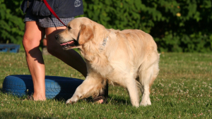 Illustration : "Apprendre la marche en laisse à son chien"