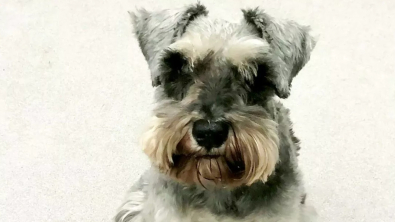Illustration : Malgré son handicap, ce chien trouve le moyen de jouer à nouveau au football