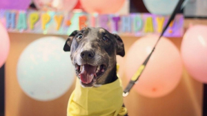 Illustration : "Un chien gâté pour son anniversaire cherche désespérément une maison aimante"