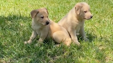 Illustration : "En promenant sa chienne à proximité d’une maison abandonnée, cette jeune femme tombe sur deux chiots livrés à eux-mêmes (vidéo)"