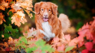 Illustration : "18 portraits émouvants de chiens réalisés par une photographe passionnée et talentueuse"