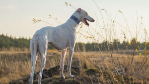 Illustration : "11 photos soulignant l'élégance naturelle et le charme athlétique du Greyhound"