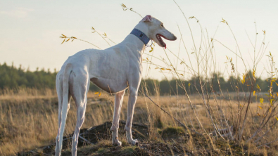 Illustration : "11 photos soulignant l'élégance naturelle et le charme athlétique du Greyhound"