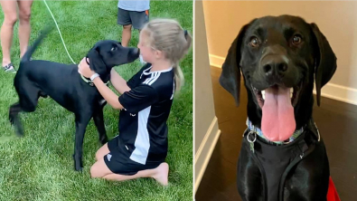 Illustration : Loki, le chien adopté qui a conquis les cœurs de ses nouveaux propriétaires