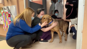 Illustration : "Ce chien qui ne trouvait pas de nouveau foyer pour l’accueillir a fait des adieux très tendres à toute l’équipe de son refuge (vidéo)"