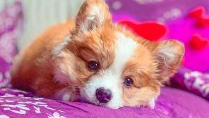 Illustration : "20 photos craquantes de Baby, le Welsh Corgi Pembroke qui fait fondre les cœurs sur Internet"