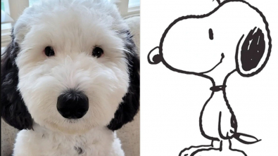 Illustration : Un mini Sheepadoodle devient une célébrité pour sa ressemblance avec Snoopy