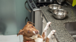 Illustration : "La vidéo virale d'un chien nommé Roscoe dévoile son côté malicieux et gourmet"