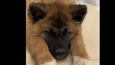 Illustration : La transformation d'une chienne adoptive après avoir enfin trouvé son foyer définitif