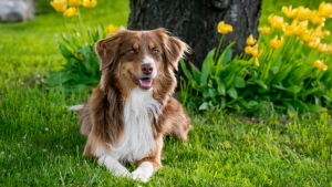 Illustration : "5 mesures préventives simples pour protéger votre chien des piqûres de moustiques"