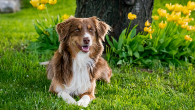 Illustration : "5 mesures préventives simples pour protéger votre chien des piqûres de moustiques"