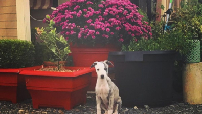 Illustration : "20 photos adorables de Whippets, ces chiens discrets et attachants qui aiment la vie de famille"