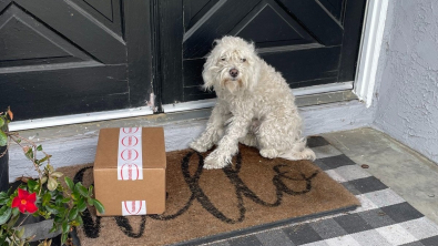 Illustration : "Abandonné, ce chien errant a tenté sa chance en se rendant devant la maison de parfaits inconnus (vidéo)"