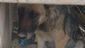 Illustration : "Un sauvetage de longue durée pour cette chienne dont le cou a été infecté par un collier trop serré"