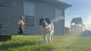 Illustration : "Une chienne de refuge découvre sa nouvelle famille : une première rencontre sous le signe de la tendresse (vidéo)"