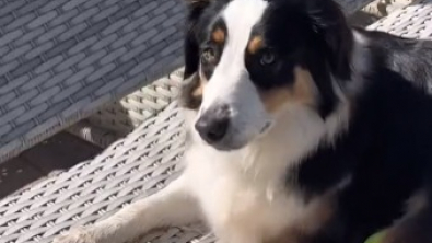 Illustration : "Faites connaissance avec Luna, la chienne Berger Australien qui aime s’offrir des moments de détente dans la piscine de ses voisins (vidéo)"
