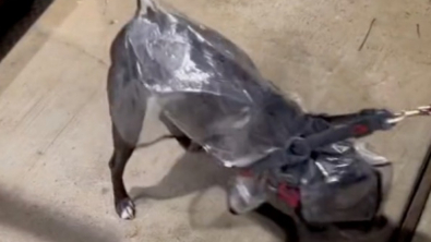 Illustration : "Détestant la pluie, cette chienne refuse de sortir et suscite le rire des internautes sur TikTok (vidéo)"
