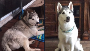 Illustration : "13 photos illustrant le changement radical d'apparence des Huskies après le toilettage"