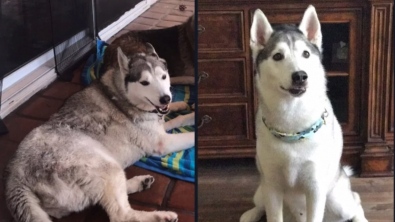 Illustration : "13 photos illustrant le changement radical d'apparence des Huskies après le toilettage"